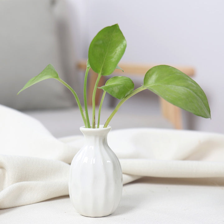 Artistic Ceramic Miniature Vases Bowlift