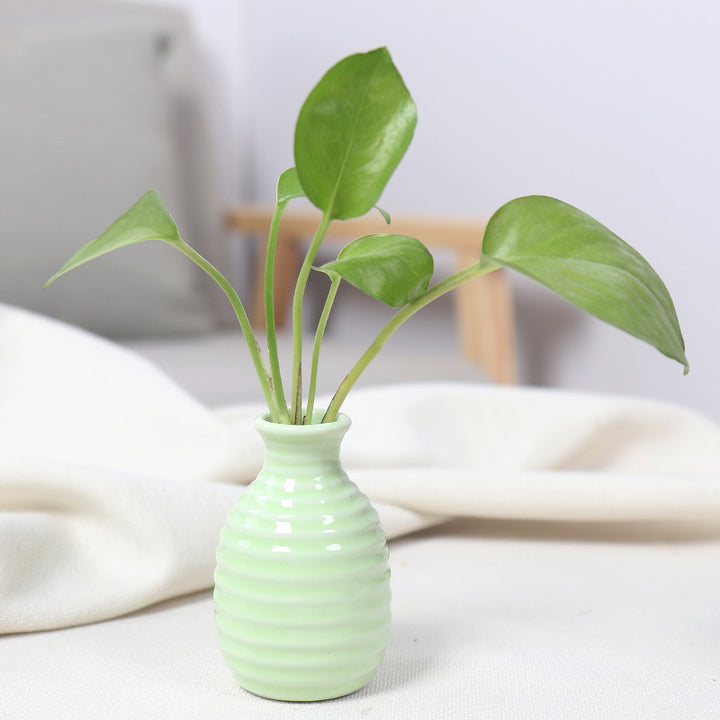 Artistic Ceramic Miniature Vases Bowlift