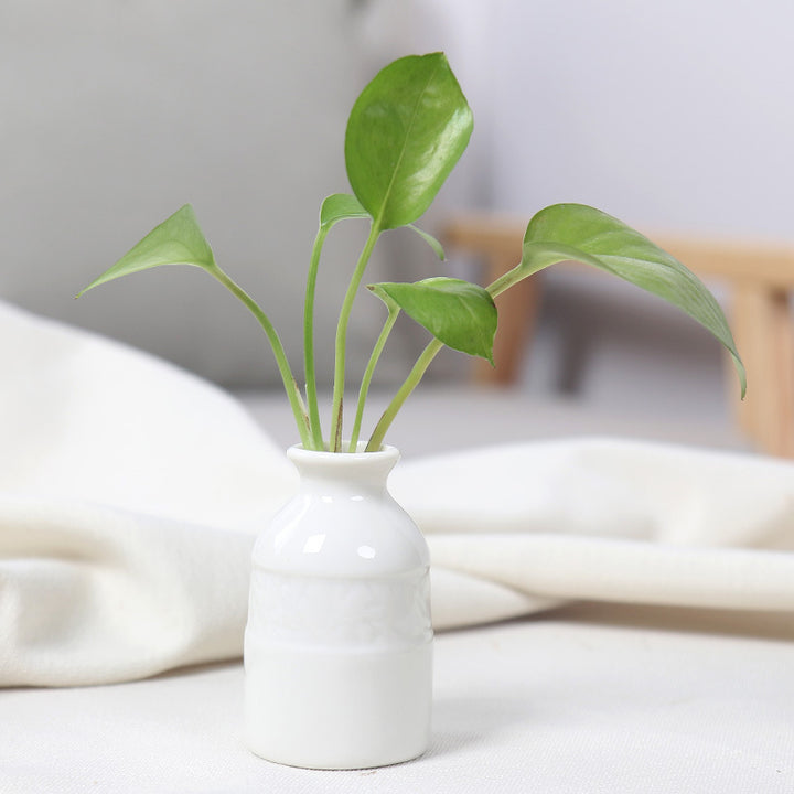 Miniature Ceramic Planter Bowlift