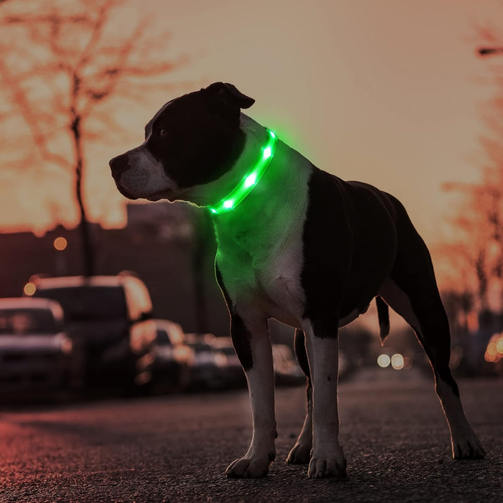 GlowGuard • AirTag Dog Collar