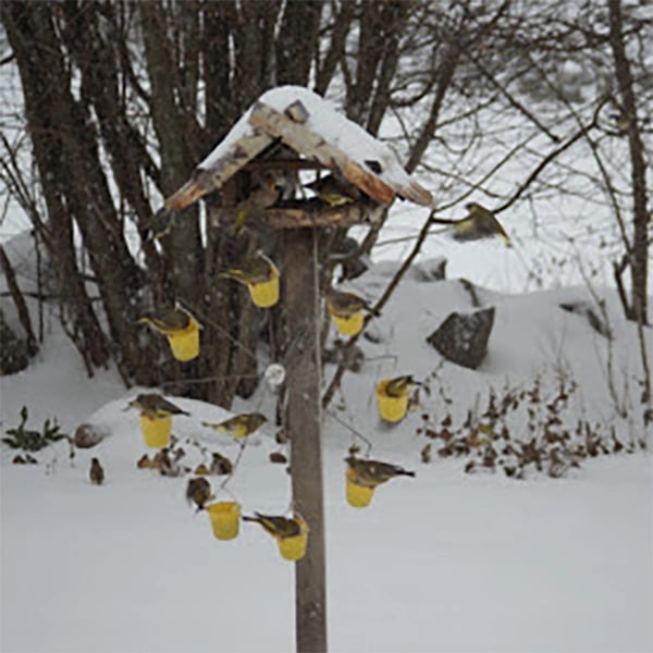 BowLift | FeederMagic Whimsical Bird Entertainment