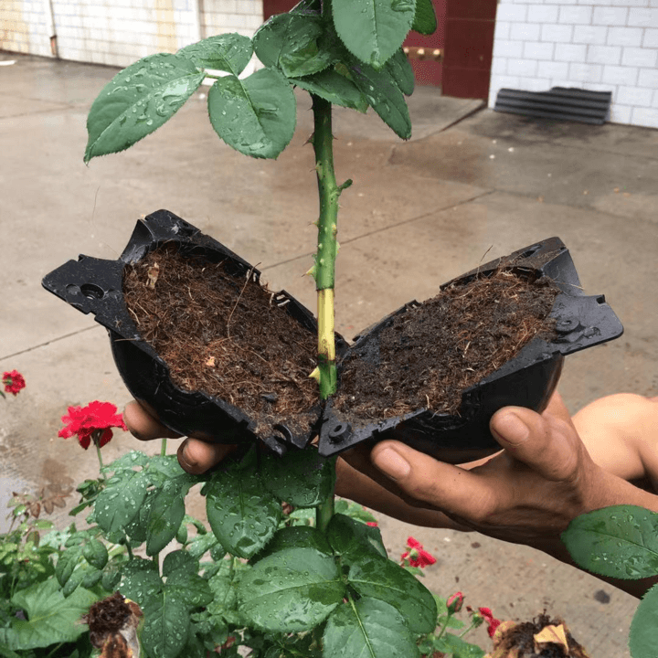 BowLift | Air Layering Plant Propagator Pod