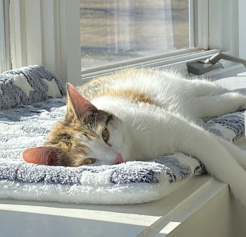 BowLift | Pet Blanket Soft Fleece Washable Furniture Protector