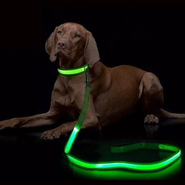 BowLift | LED dog leash with USB charging & reflective design
