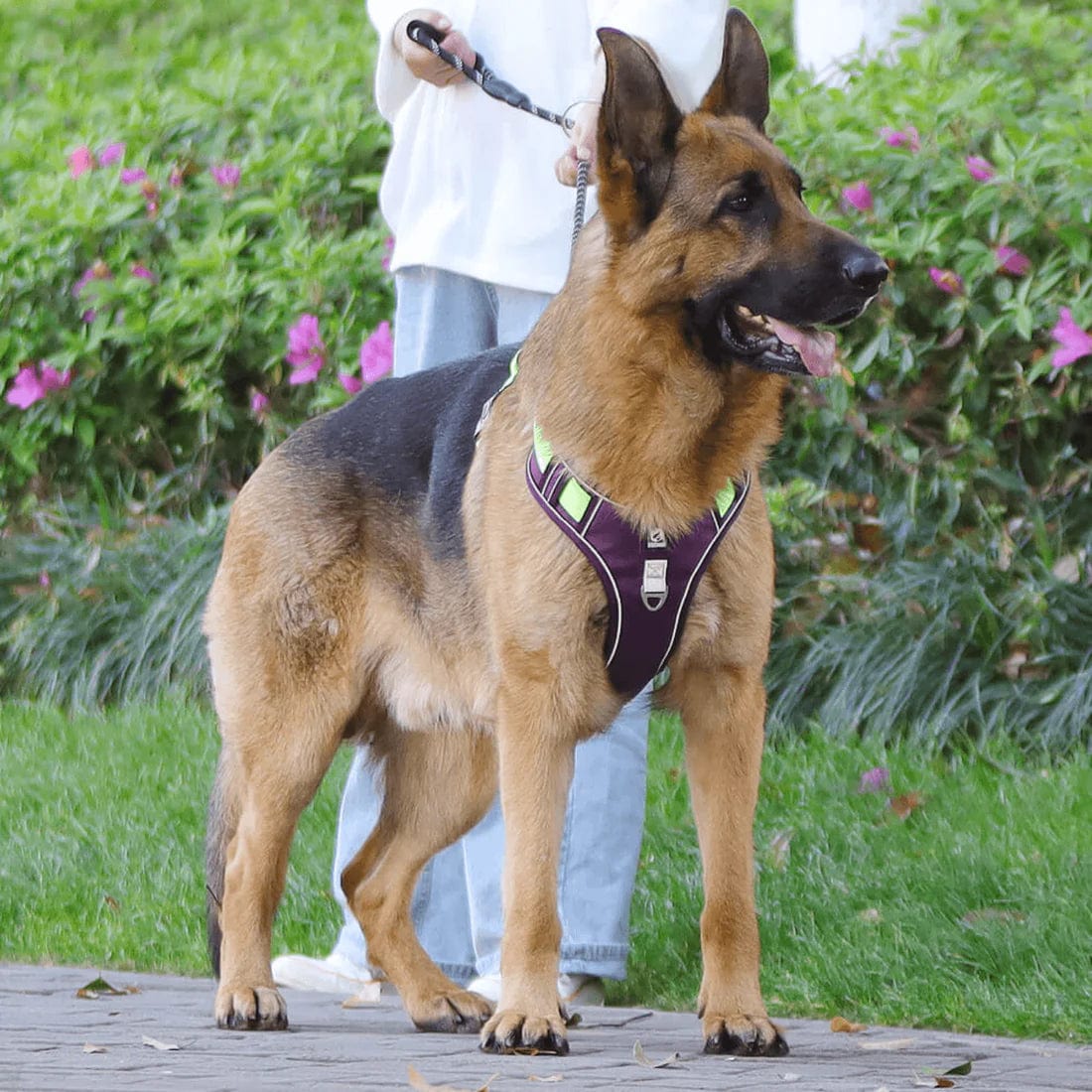 Best no pull dog harness for german shepherd hotsell