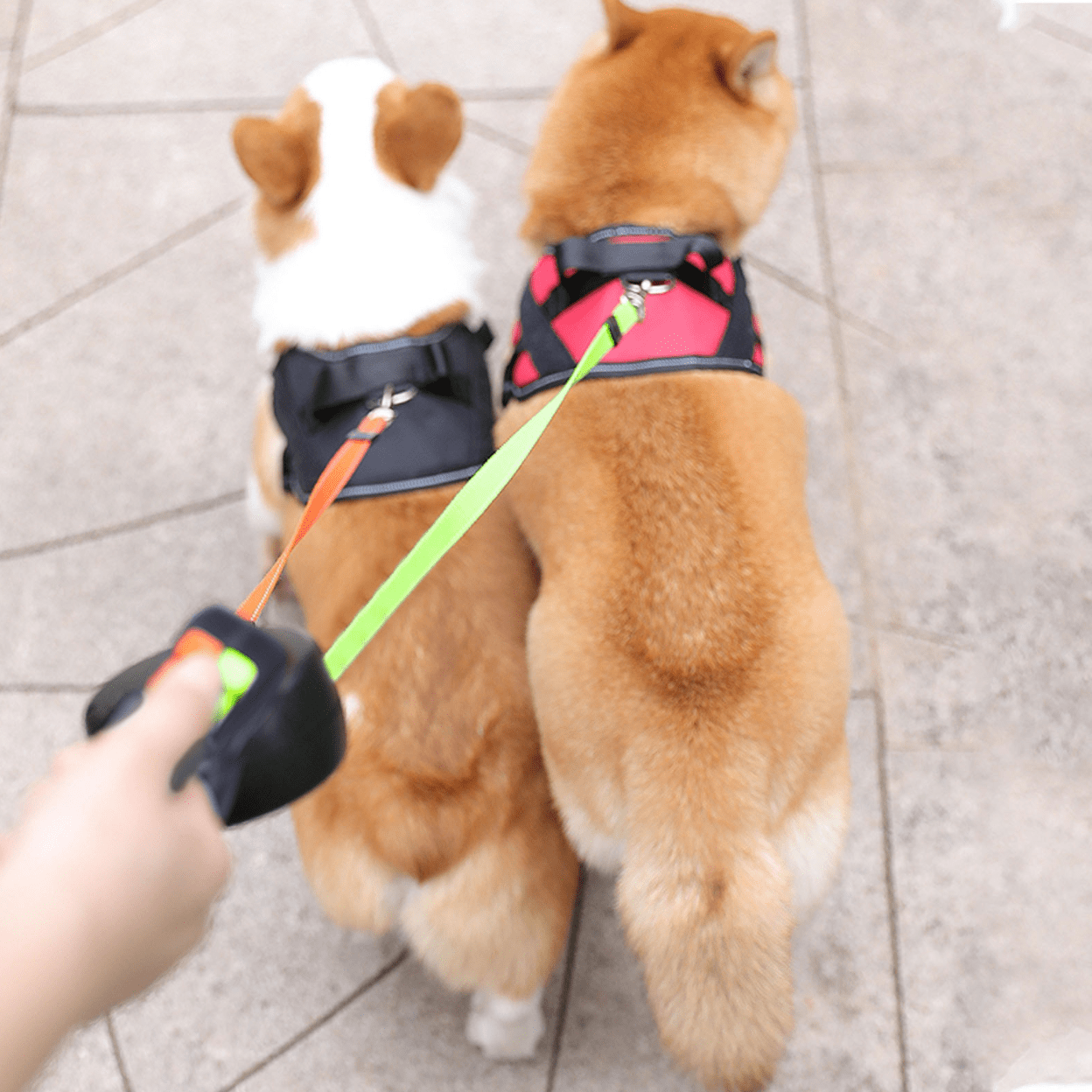 BowLift | DoubleDog Retractable Dual Dog Lead with Anti-Tangle Swivel & Built-in Torch – 4m Extendable for Two Dogs