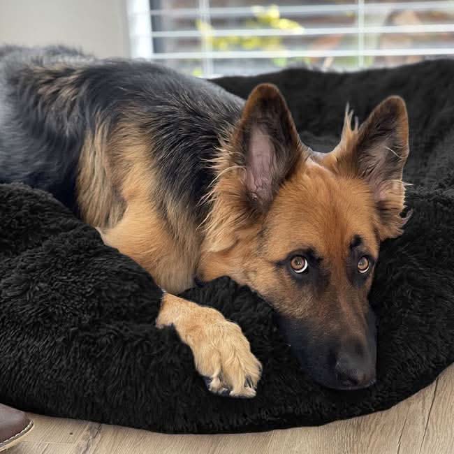 BowLift | FUZZYPLUSH – Orthopedic Plush Dog Bed for Deep Sleep