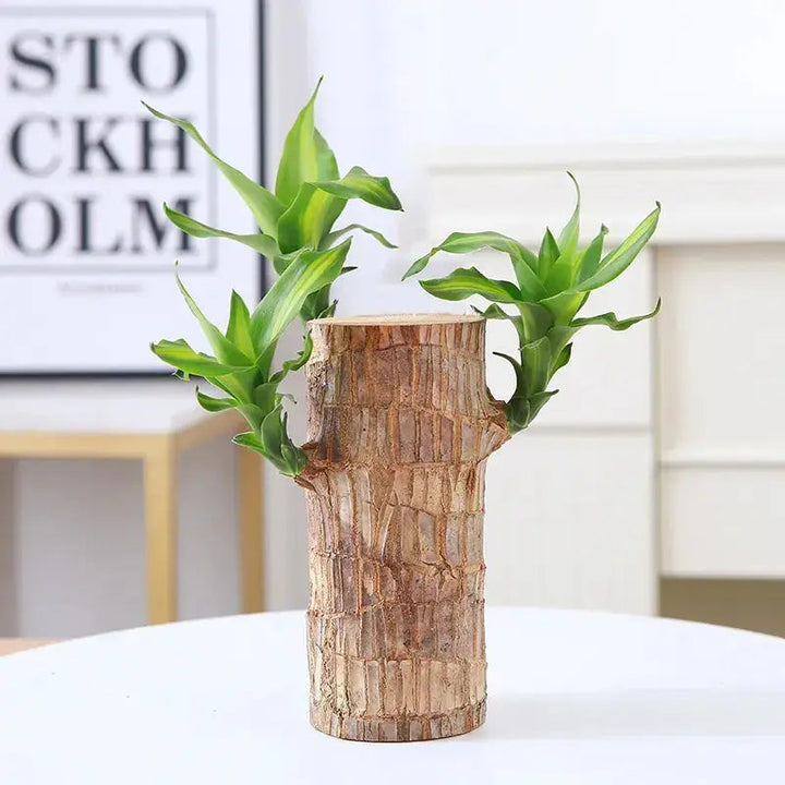 BowLift | Brazilian Lucky Wood – Air Purifying & Fortune Bringing Plant
