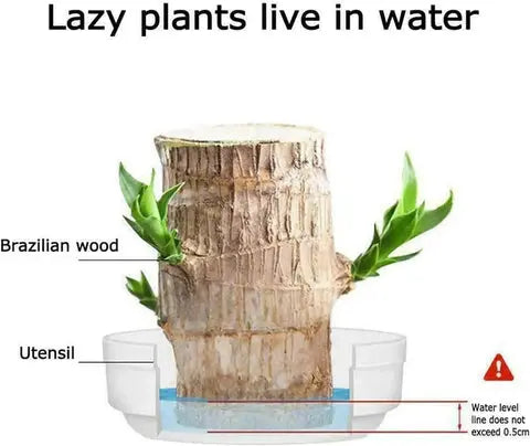 BowLift | Brazilian Lucky Wood – Air Purifying & Fortune Bringing Plant