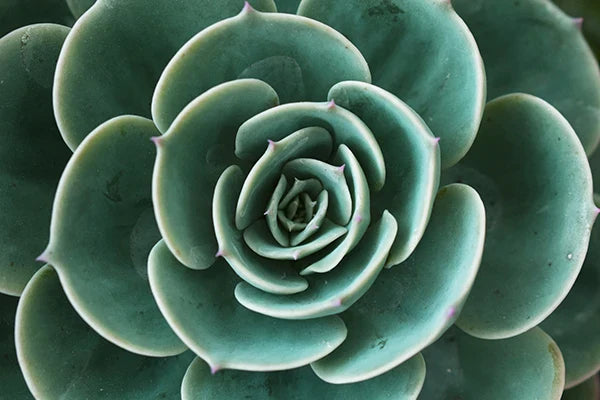 Cactus Eucalyptus Tropical Green Botany Wall Art Fine Art Canvas Prints Pictures For Living Room Kitchen Dining Room Home Decor | Bowlift