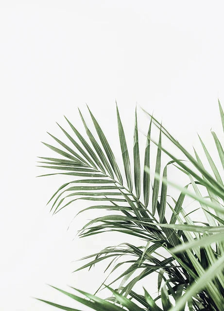 Cactus Eucalyptus Tropical Green Botany Wall Art Fine Art Canvas Prints Pictures For Living Room Kitchen Dining Room Home Decor | Bowlift
