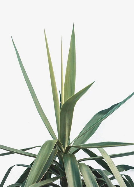 Cactus Eucalyptus Tropical Green Botany Wall Art Fine Art Canvas Prints Pictures For Living Room Kitchen Dining Room Home Decor | Bowlift