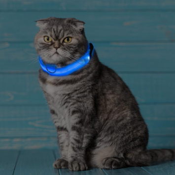 BowLift | Light Up Dog Collar - Flashing Dog Collar