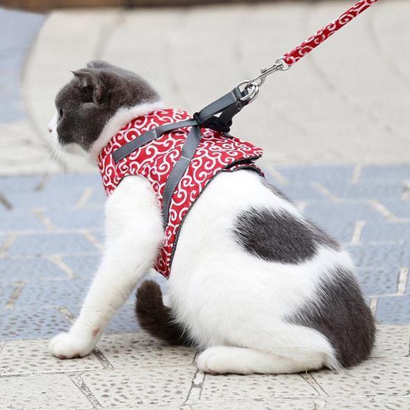 Collar jacket and leash for cat | Bowlift