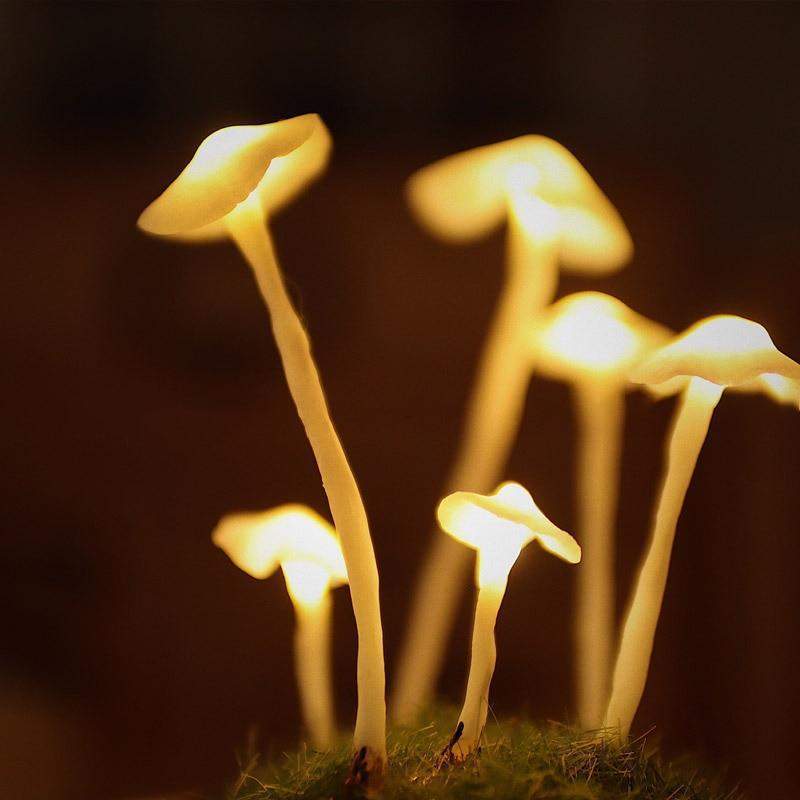 BowLift | Home cultivation with a touch of magic