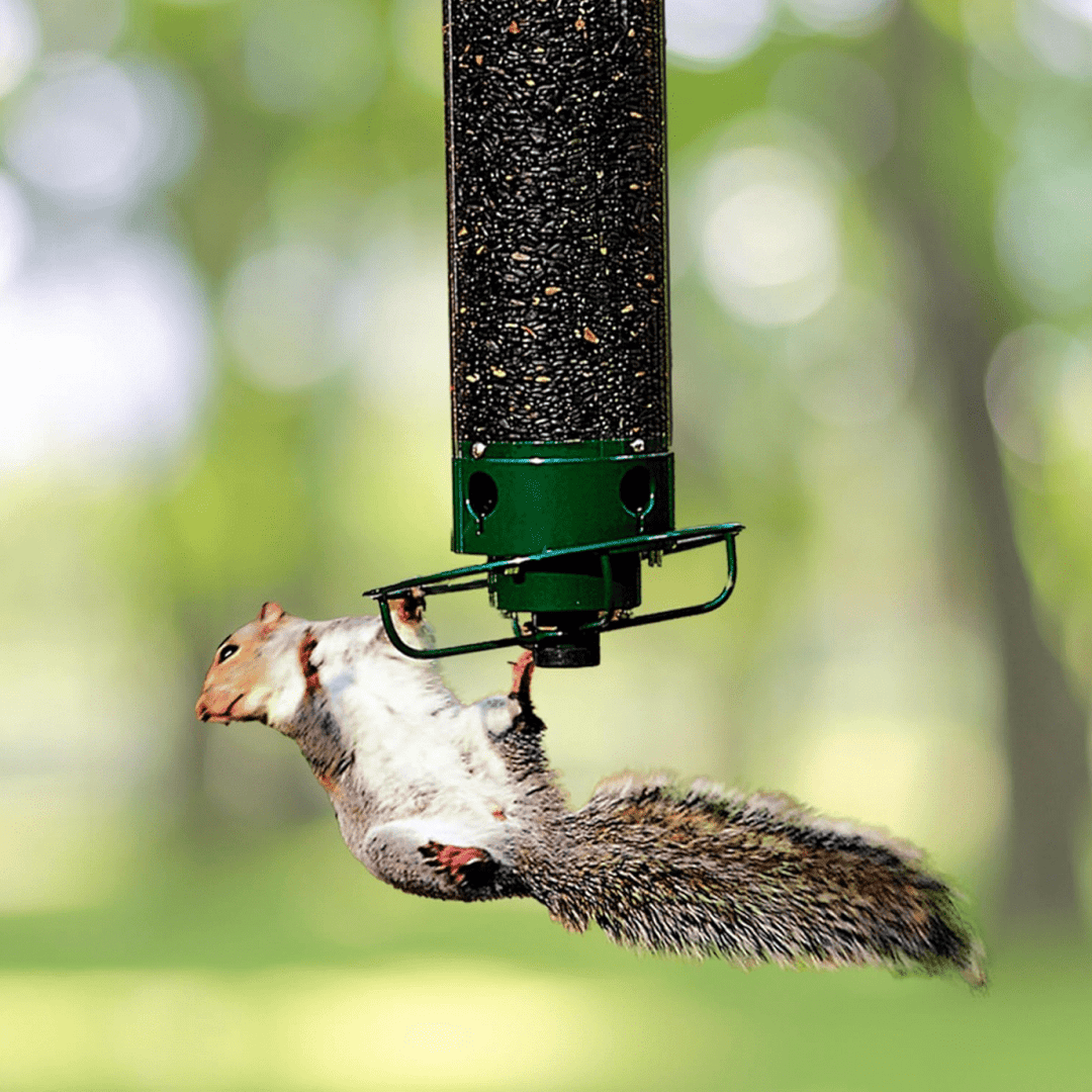 BowLift | Squirrel-Proof Birdhouse with Rotating Perch