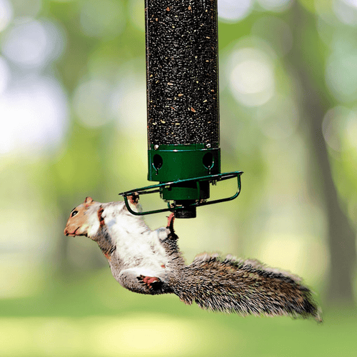 BowLift | Squirrel-Proof Birdhouse with Rotating Perch