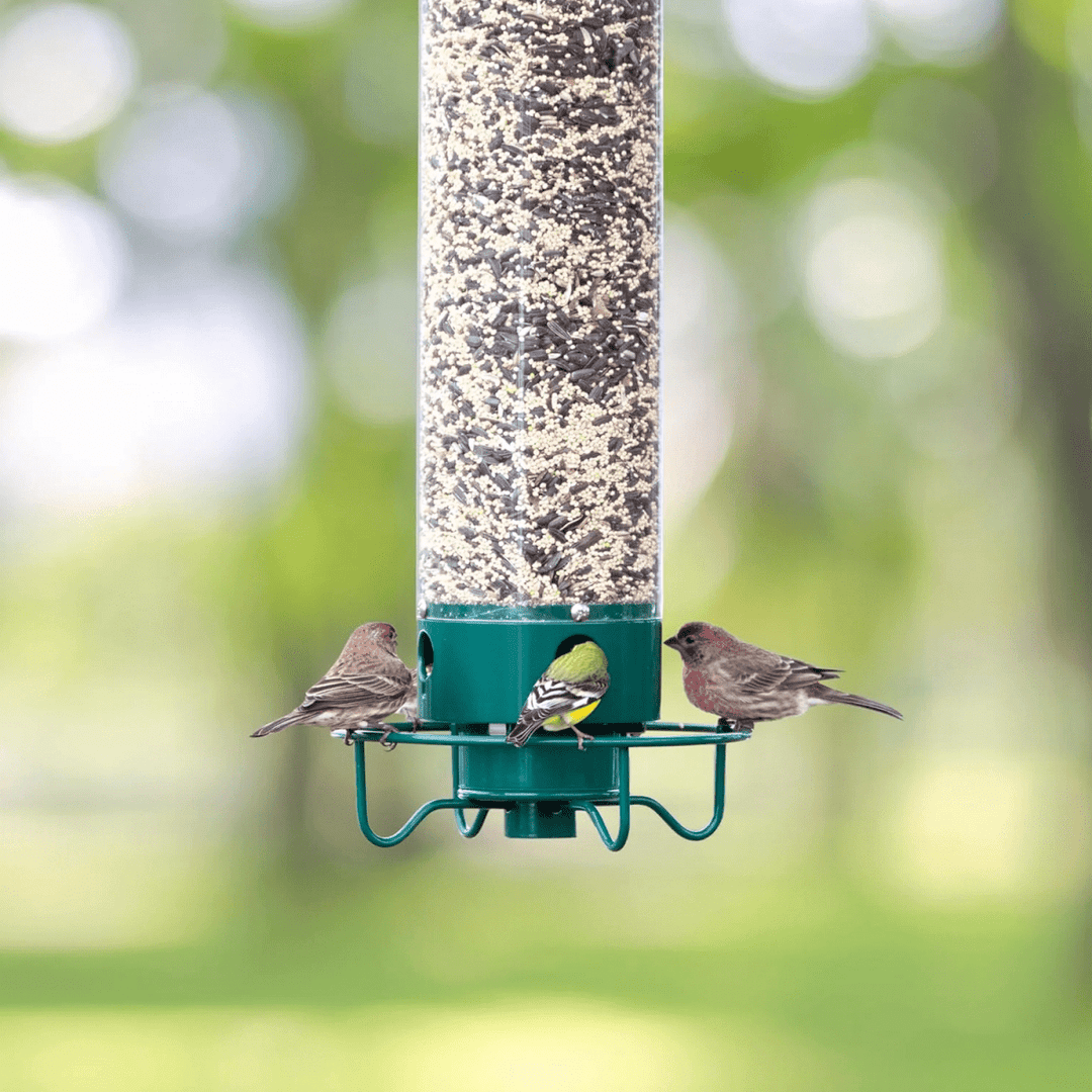 BowLift | Squirrel-Proof Birdhouse with Rotating Perch