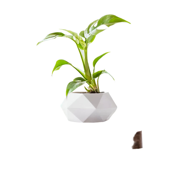 GeoSpin rotating geometric plant box Bowlift