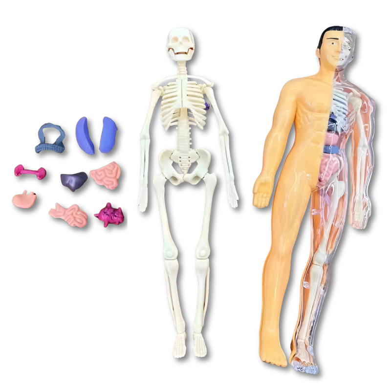 BowLift | BodyQuest