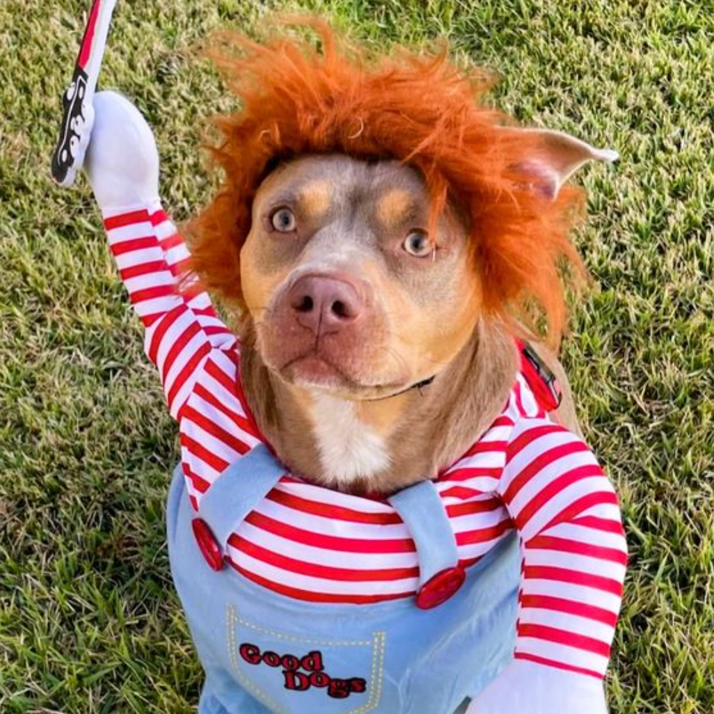 BowLift | Halloween Dog Costume Funny Pet Outfit