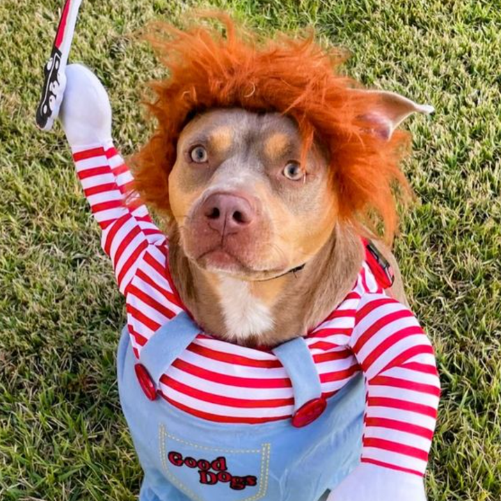 BowLift | Halloween Dog Costume Funny Pet Outfit