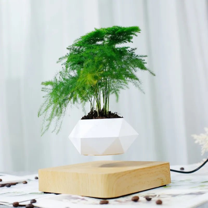 BowLift | Anti-gravity plants - Astonish your space - Nature reinvented