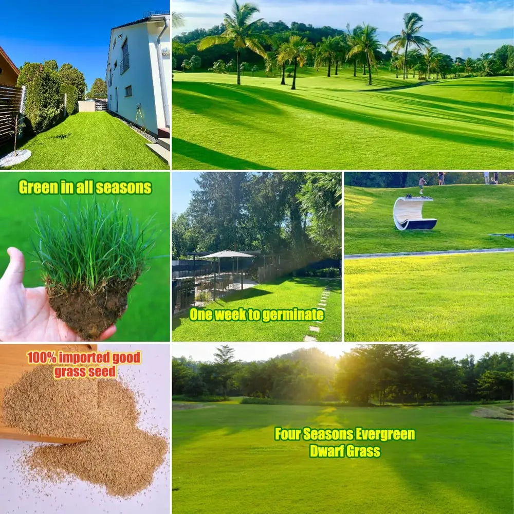 BowLift | Evergreen Grass Seeds – Lusher, greener lawn made easy!