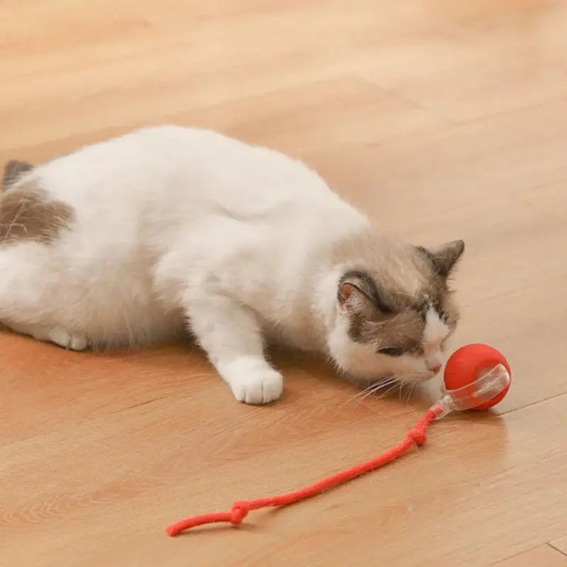 BowLift | Interactive toy for active animals