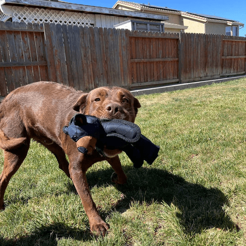 BowLift | Interactive dog toy with built-in squeaker