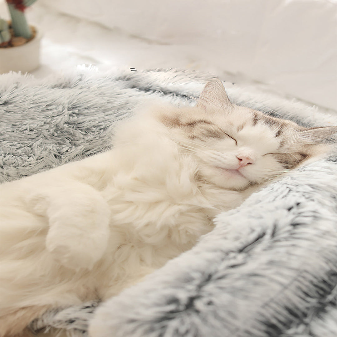 BowLift | ComfyPaws Dreamy Pet Retreat