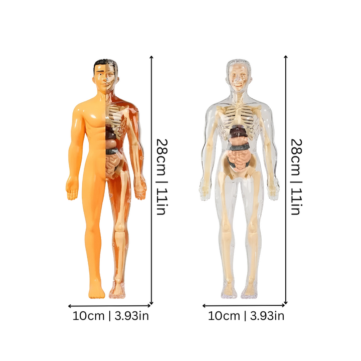 BowLift | BodyQuest