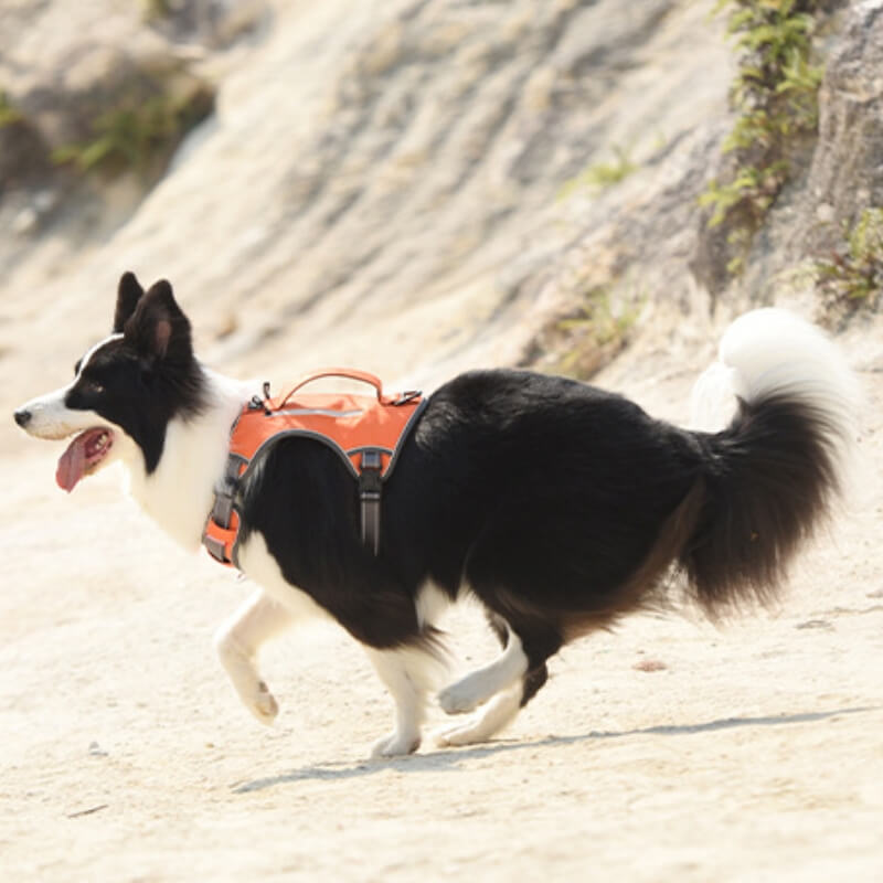 BowLift | Multifunctional explosion-proof anti-pull harness for medium to large dogs harness