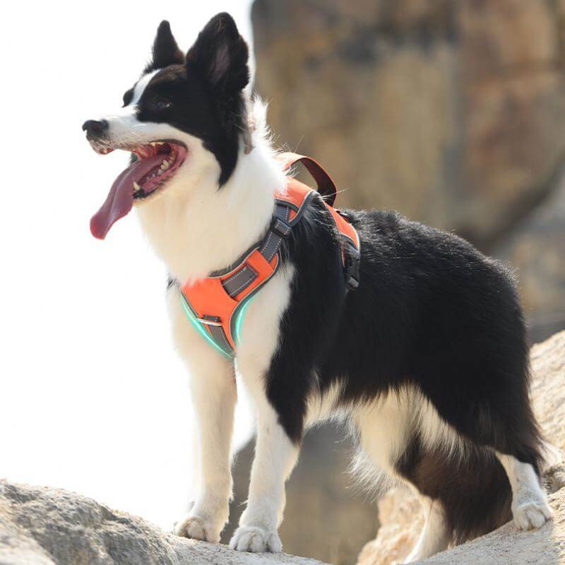 BowLift | Multifunctional explosion-proof anti-pull harness for medium to large dogs harness
