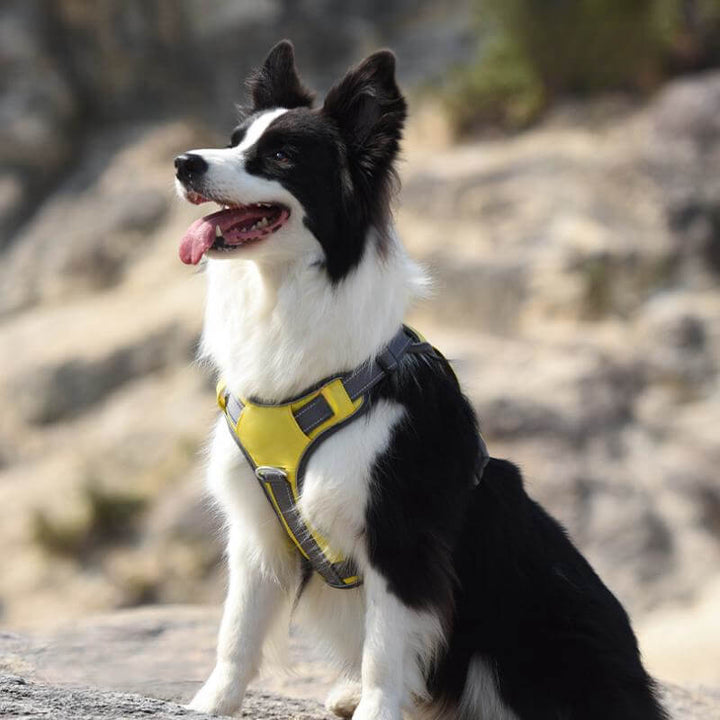 BowLift | Multifunctional explosion-proof anti-pull harness for medium to large dogs harness