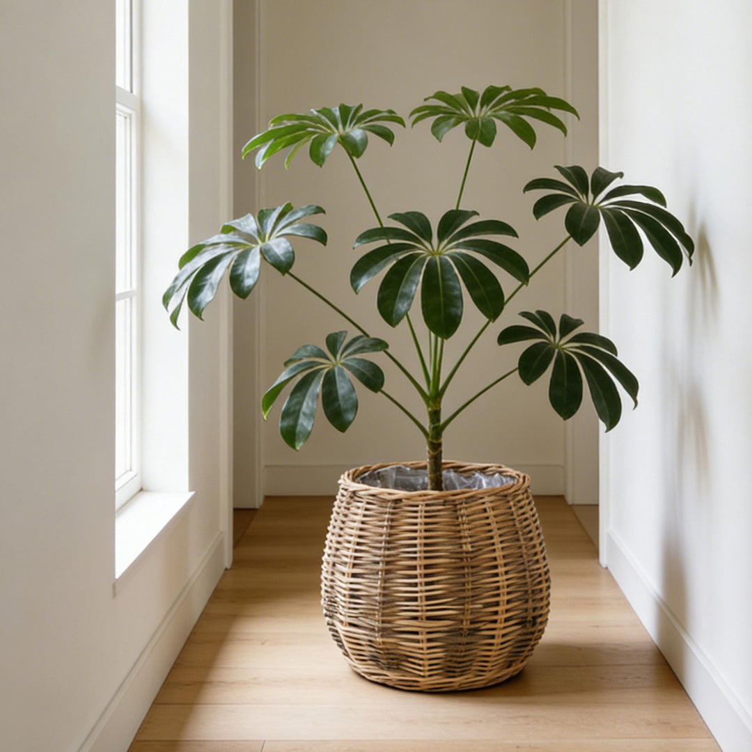 High-quality plant basket made of natural willow Bowlift