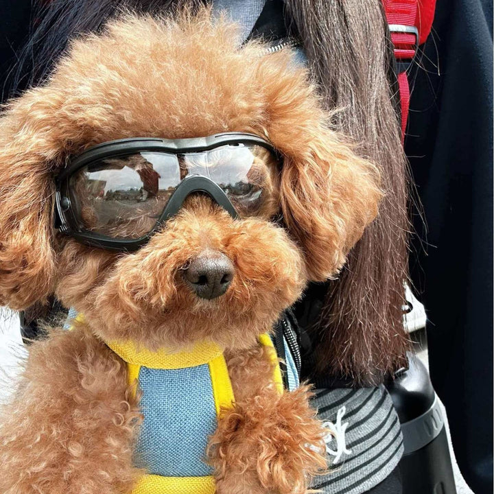 Pet Sunglasses Bowlift