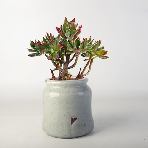 decorative storage pot Bowlift