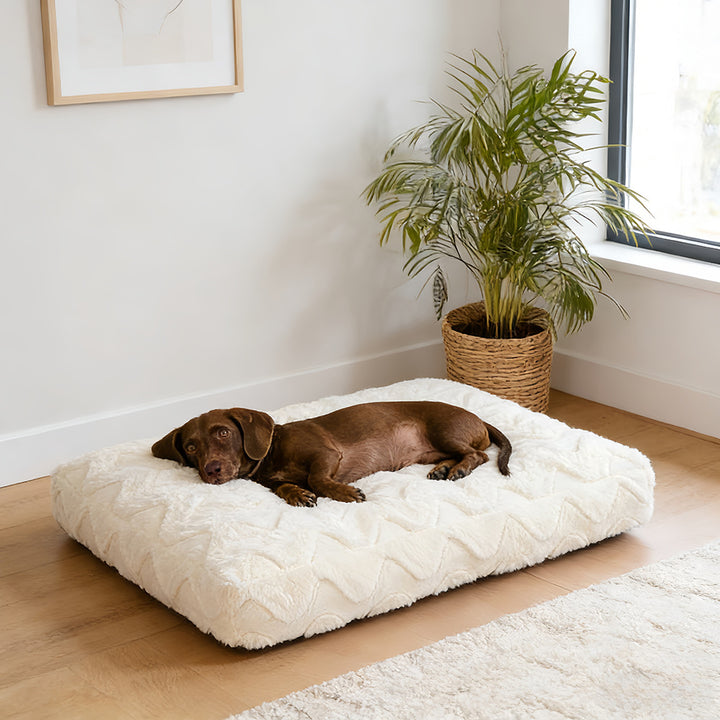 Soft Textured dog Cushion