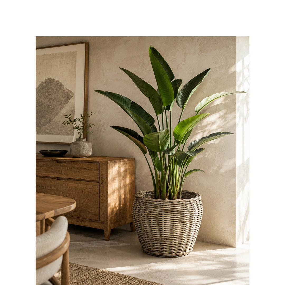 Decorative plant basket with plastic inner bag Bowlift
