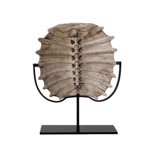 Decorative Natural History Rib Sculpture
