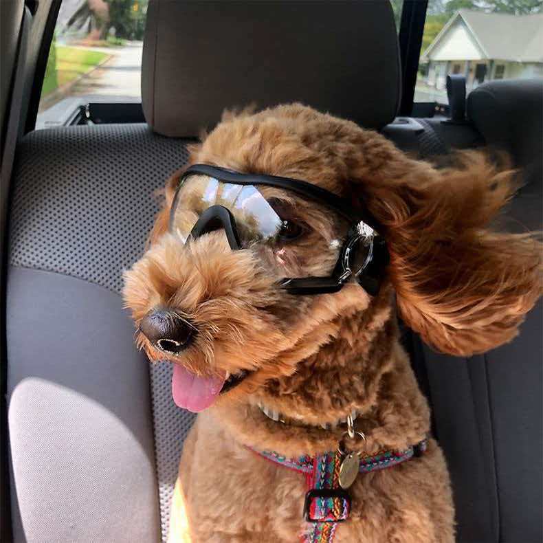 Pet Sunglasses Bowlift
