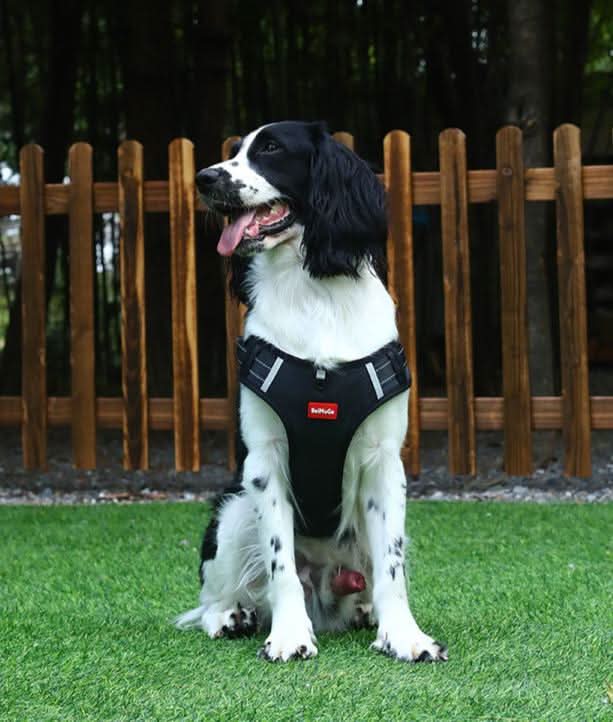 BowLift | anti-pull dog harness for pain-free walks