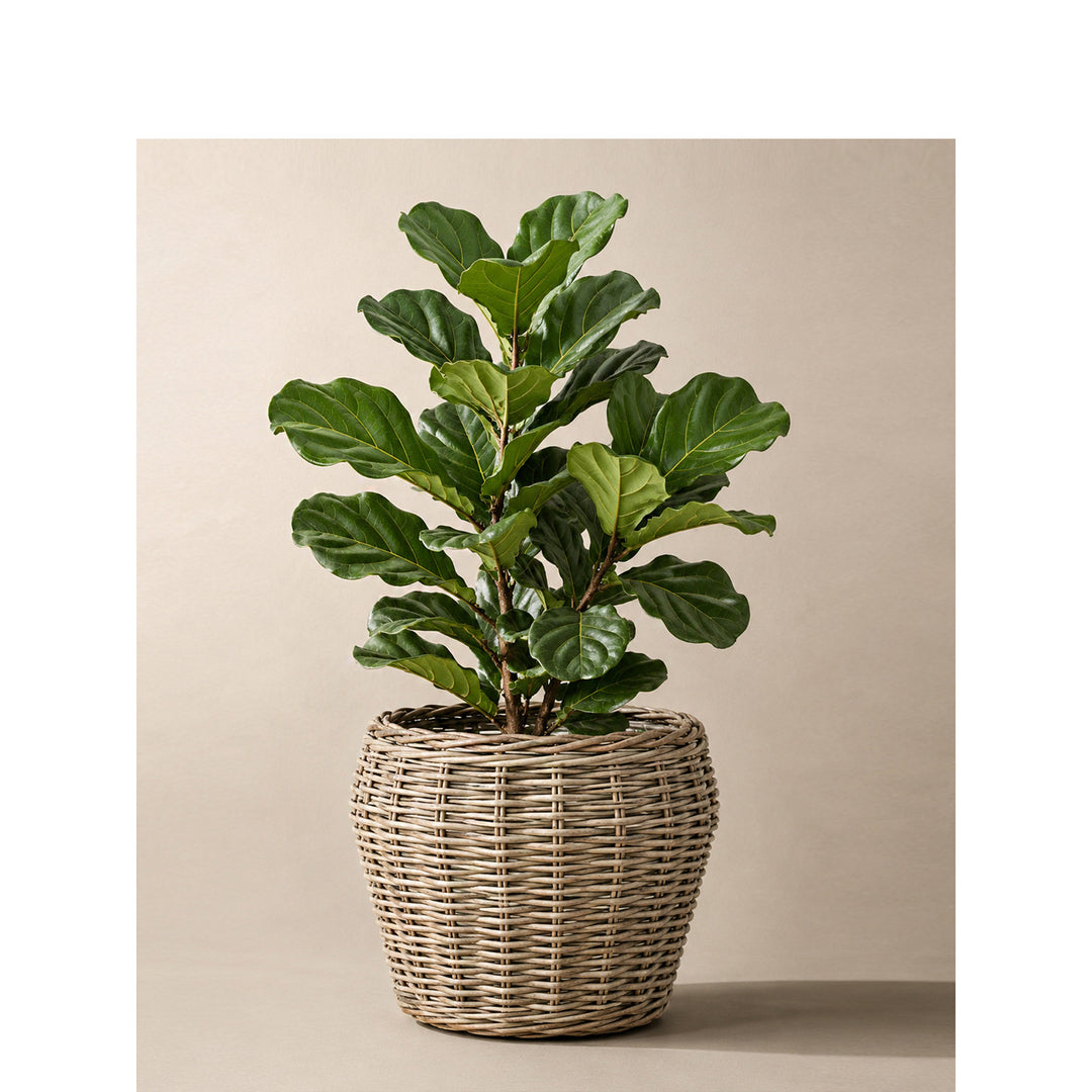 Decorative plant basket with plastic inner bag Bowlift