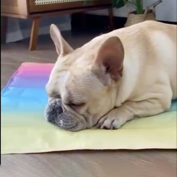 IcePup Frenchie Summer Cooling Mat with Advanced Ice Tech | Bowlift