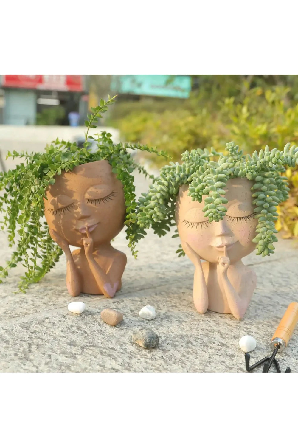 Succulent Plants Pot | Bowlift