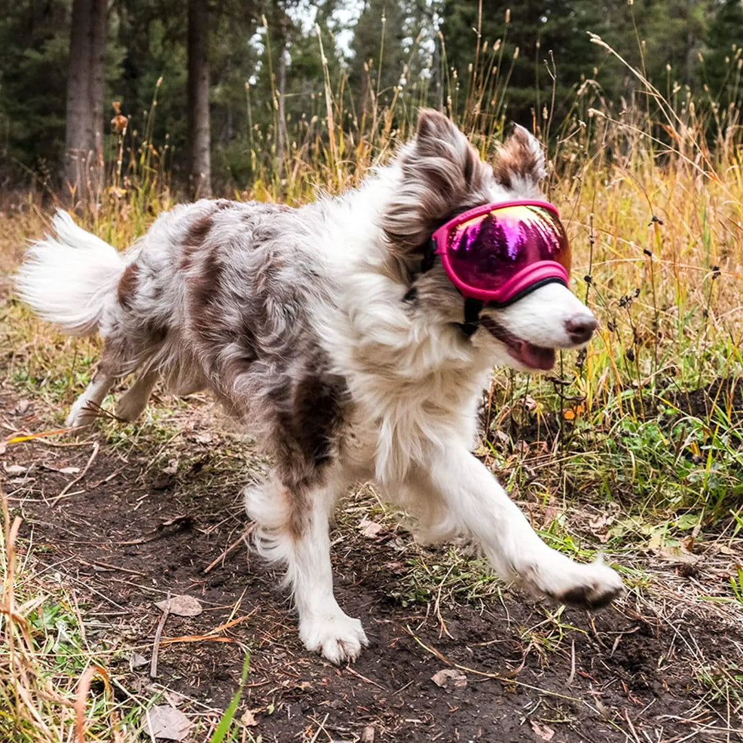 Dog sunglasses with UV protection windproof adjustable Bowlift