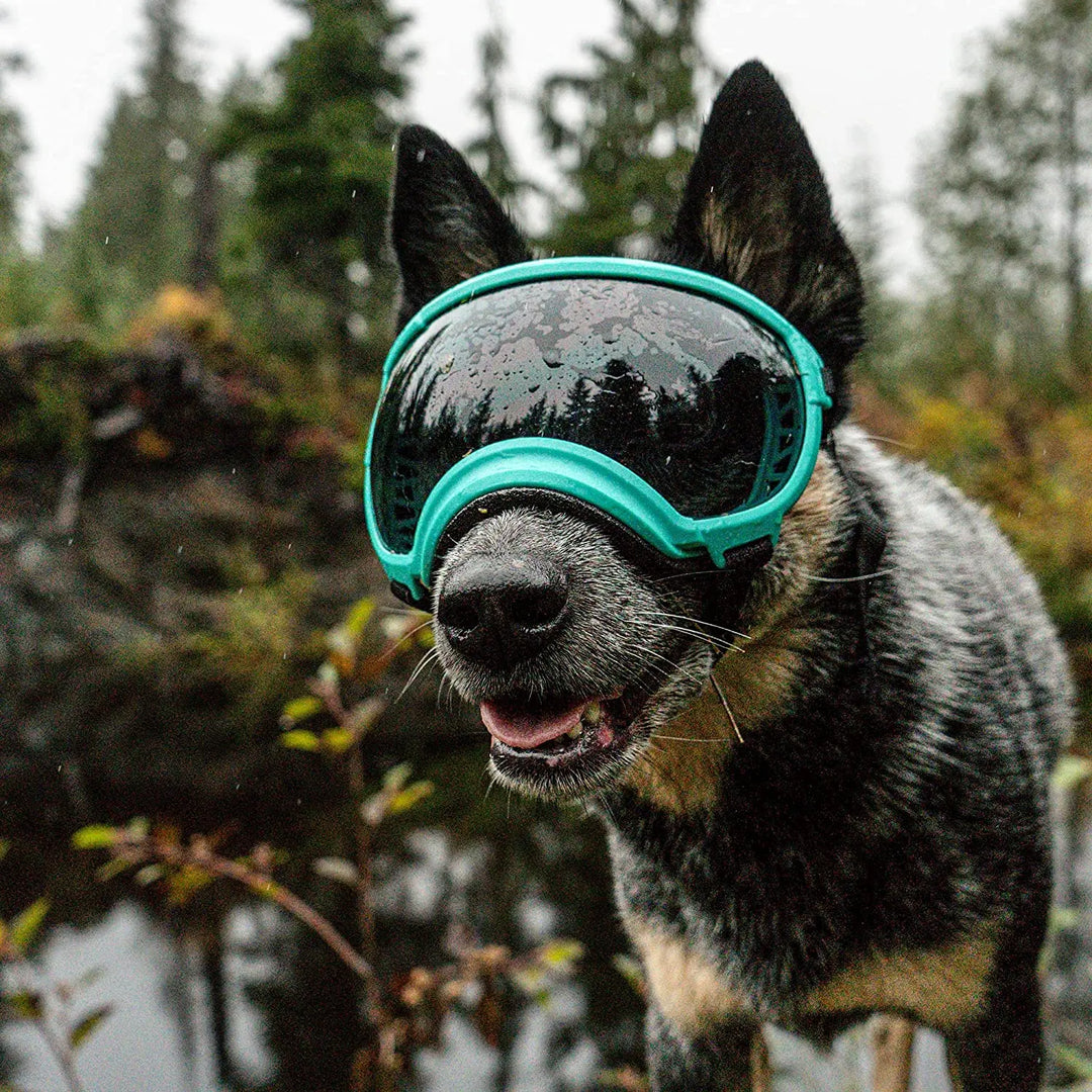 Dog sunglasses with UV protection windproof adjustable Bowlift