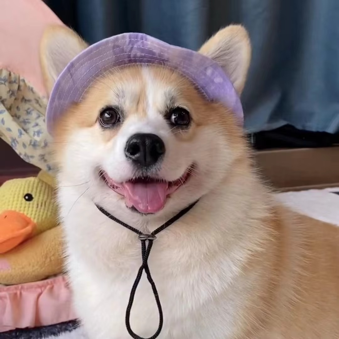 BowLift | Chic Pet Sun Hat - Lightweight & Stylish Sun Protection for Dogs and Cats