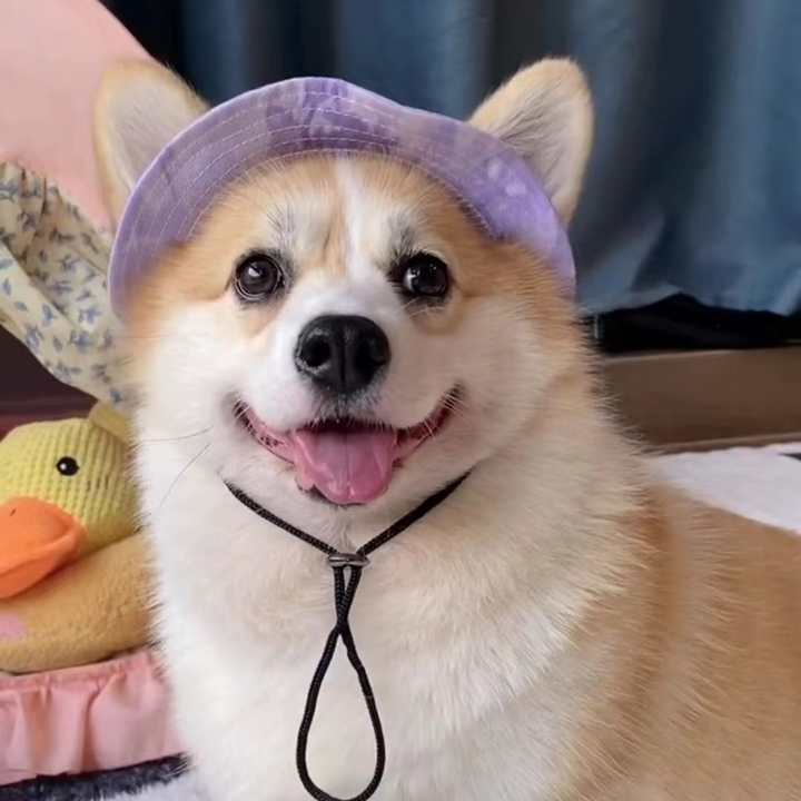 BowLift | Chic Pet Sun Hat - Lightweight & Stylish Sun Protection for Dogs and Cats